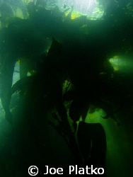 Kelp beds
This shot was taken near the Breakwater in mon... by Joe Platko 